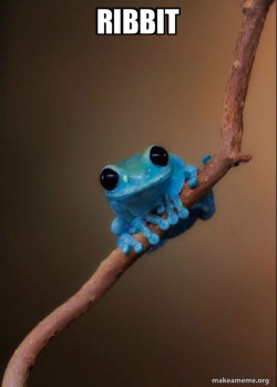 Small Fact Frog