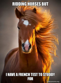 Ridiculously photogenic horse