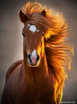 Ridiculously photogenic horse