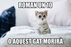 Cute Kitten