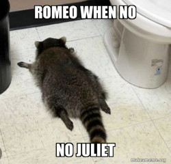 Drunk Raccoon