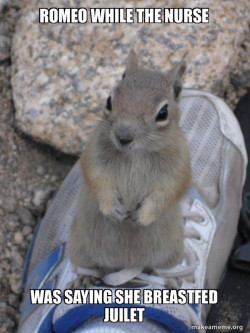 Standover Squirrel
