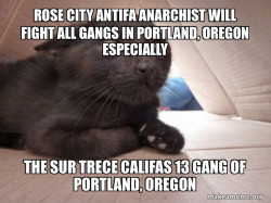 ROSE CITY ANTIFA ANARCHIST WILL FIGHT ALL GANGS IN PORTLAND, OREGON ESPECIALLY The Sur Trece Califas 13 Gang of Portland, Oregon 