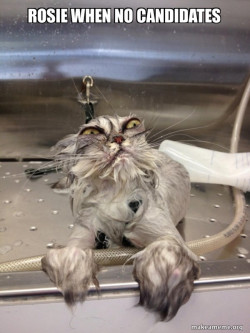 Cat Bath Returns
