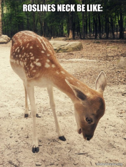 O M G Deer