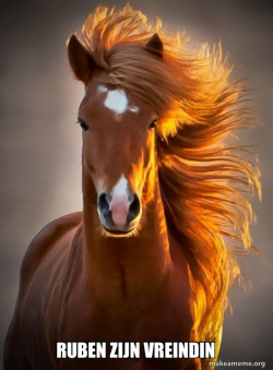 Ridiculously photogenic horse