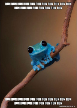 Small Fact Frog