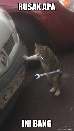 meme cat