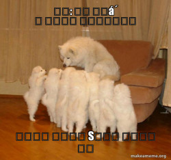 Pencuri anjing