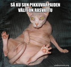 Hairless Cat