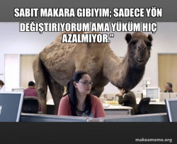 Hump Day Camel