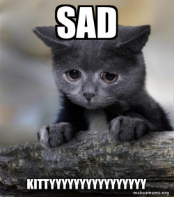 Confession Cat