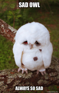 Sad Owl