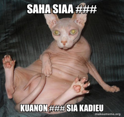 Hairless Cat