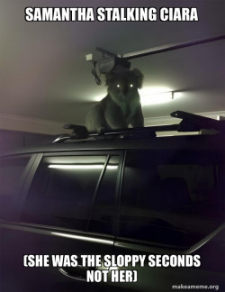 Drop Bear