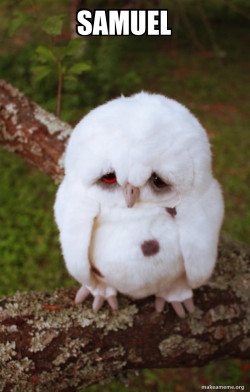 Sad Owl
