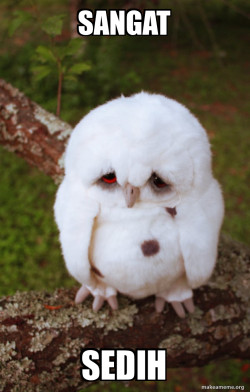 Sad Owl