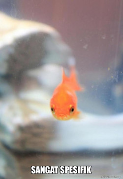 Grumpy Fish