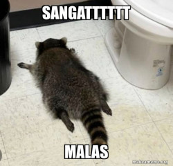 Drunk Raccoon