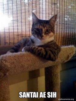 The Most Interesting Cat in the World