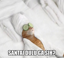 Pampered Cat Meme