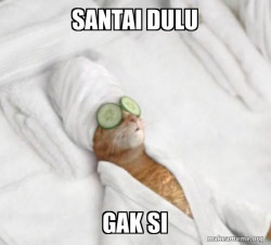 Pampered Cat Meme