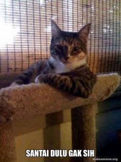 The Most Interesting Cat in the World