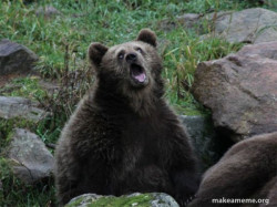 Sarcastic Bear