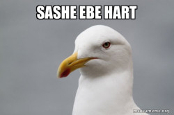 Stuff That Didn't Happen Seagull