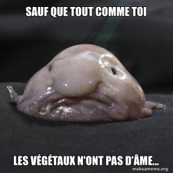 Blobfish