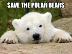 Popular Opinion Bear