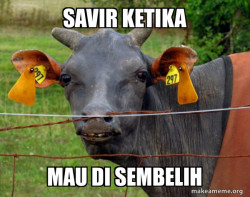 Hairless Cow