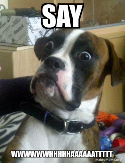 Skeptical Dog
