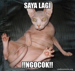 Hairless Cat