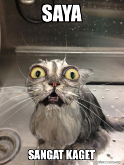 Cat bath