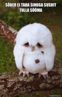 Sad Owl
