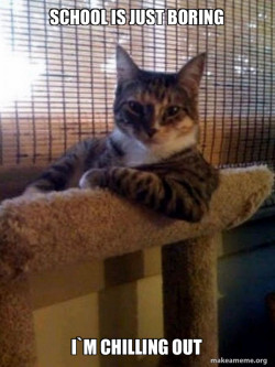 The Most Interesting Cat in the World