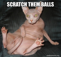 Hairless Cat