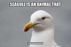Stuff That Didn't Happen Seagull
