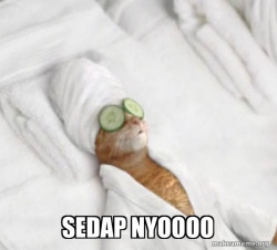 Pampered Cat Meme