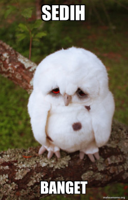 Sad Owl