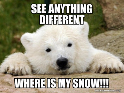 Popular Opinion Bear