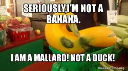 Gourd Advice Mallard