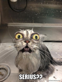 Cat bath