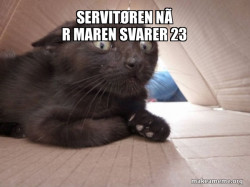 Schitzo Cat