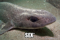 Dirty Joke Dogfish