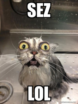 Cat bath