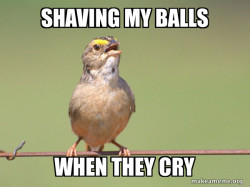 Common Opinion Sparrow