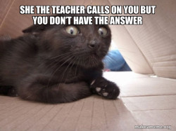Schitzo Cat