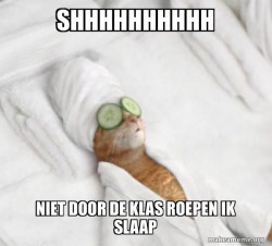 Pampered Cat Meme